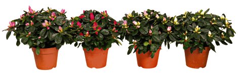 Rhododendron SimsII 12 cm-Topf