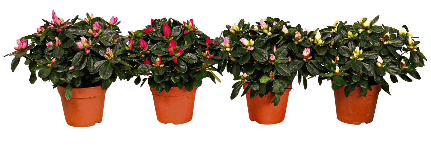 Rhododendron SimsII 12 cm-Topf