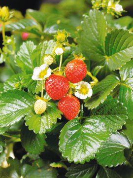 Bio Ananas-Erdbeere Grossfrucht