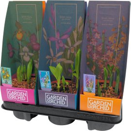 Gartenorchideen-Mix