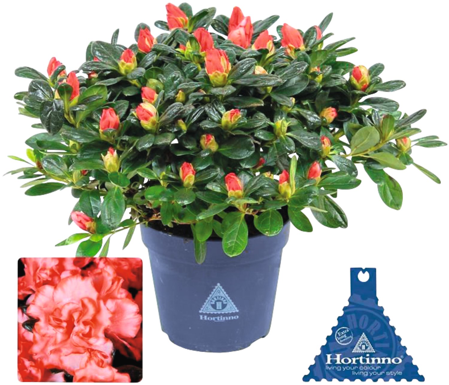 Zimmerazalee - Rhododendron simsii Hortinno