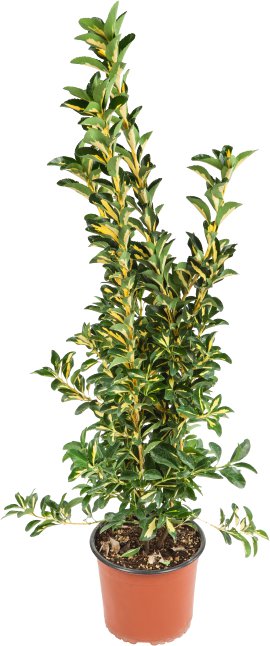 Japanischer Spindelstrauch - Euonymus japonicus Busch