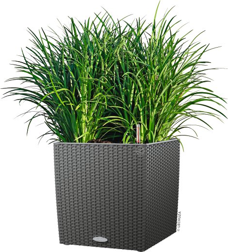 LECHUZA Pflanzengefäß Cube Würfel 40 cm