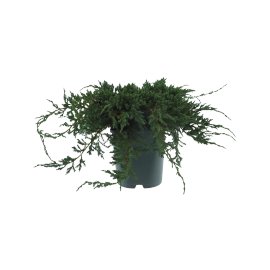 Teppich-Wacholder Blue Carpet