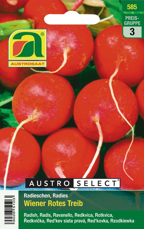 Radieschen Wiener Rotes Treib