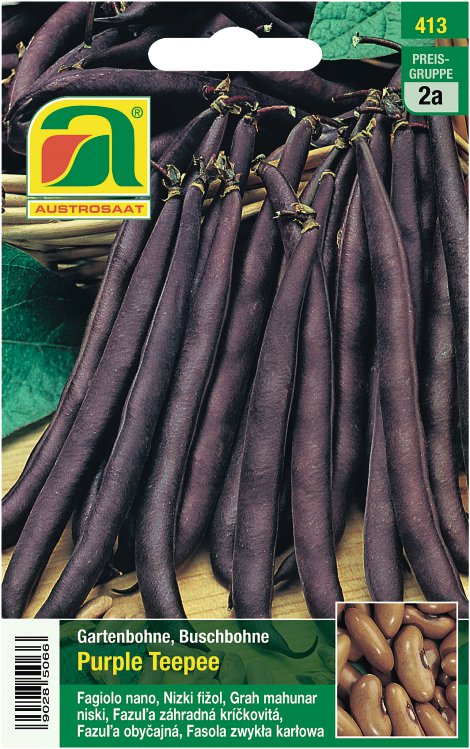 Buschbohnen Purple Teepee, blau