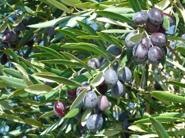 Olive - Olea europea Busch