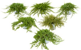 Zierwacholder - Juniperus communis Busch