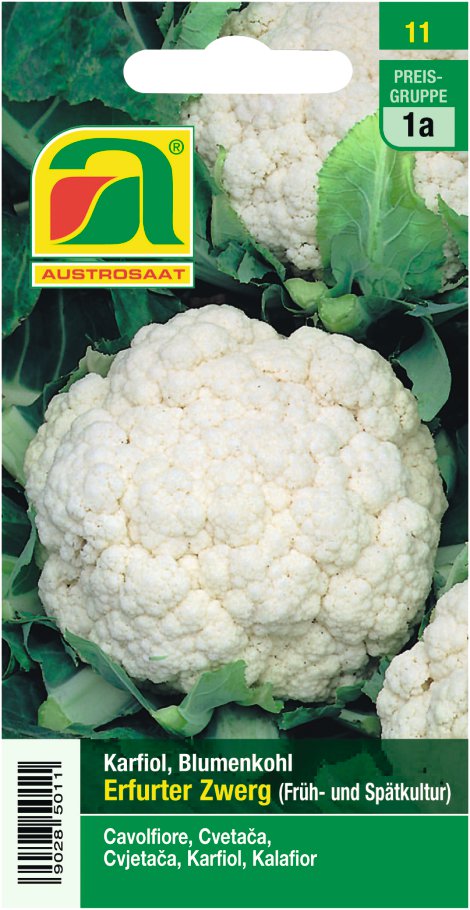 Karfiol Erfurter Zwerg