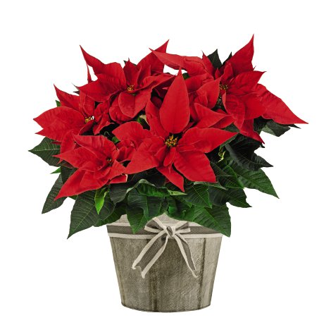 Weihnachtsstern - Euphorbia pulcherrima mit Glitter