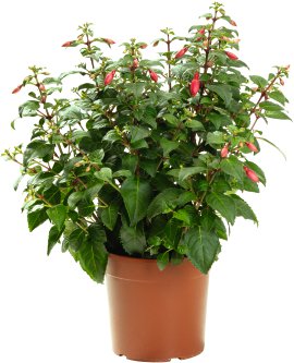 Fuchsie in Sorten