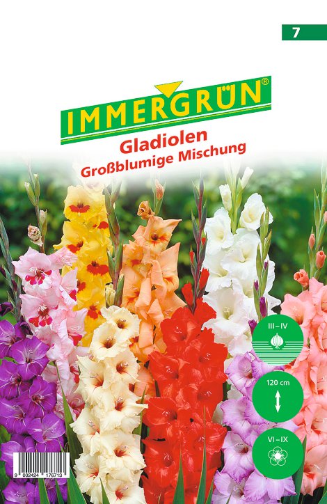 IMMERGRÜN Blumenzwiebel Gladiole Großblumige Mischung