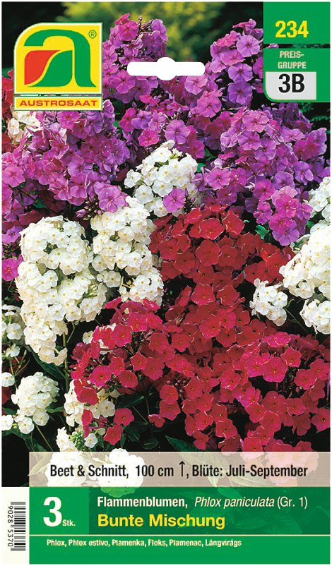 Phlox Mischung