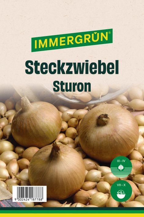 IMMERGRÜN Steckzwiebel Sturon 250 g