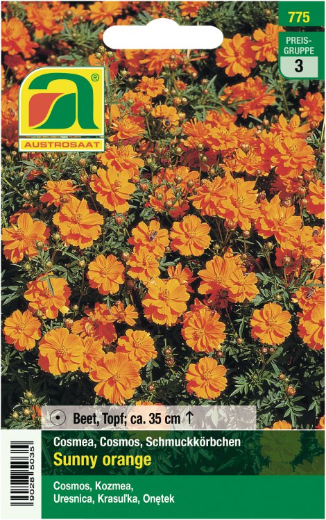 Cosmos Sunny orange