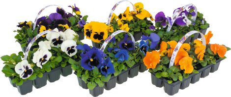 Stiefmütterchen - Viola Hybrida 10er-Tray