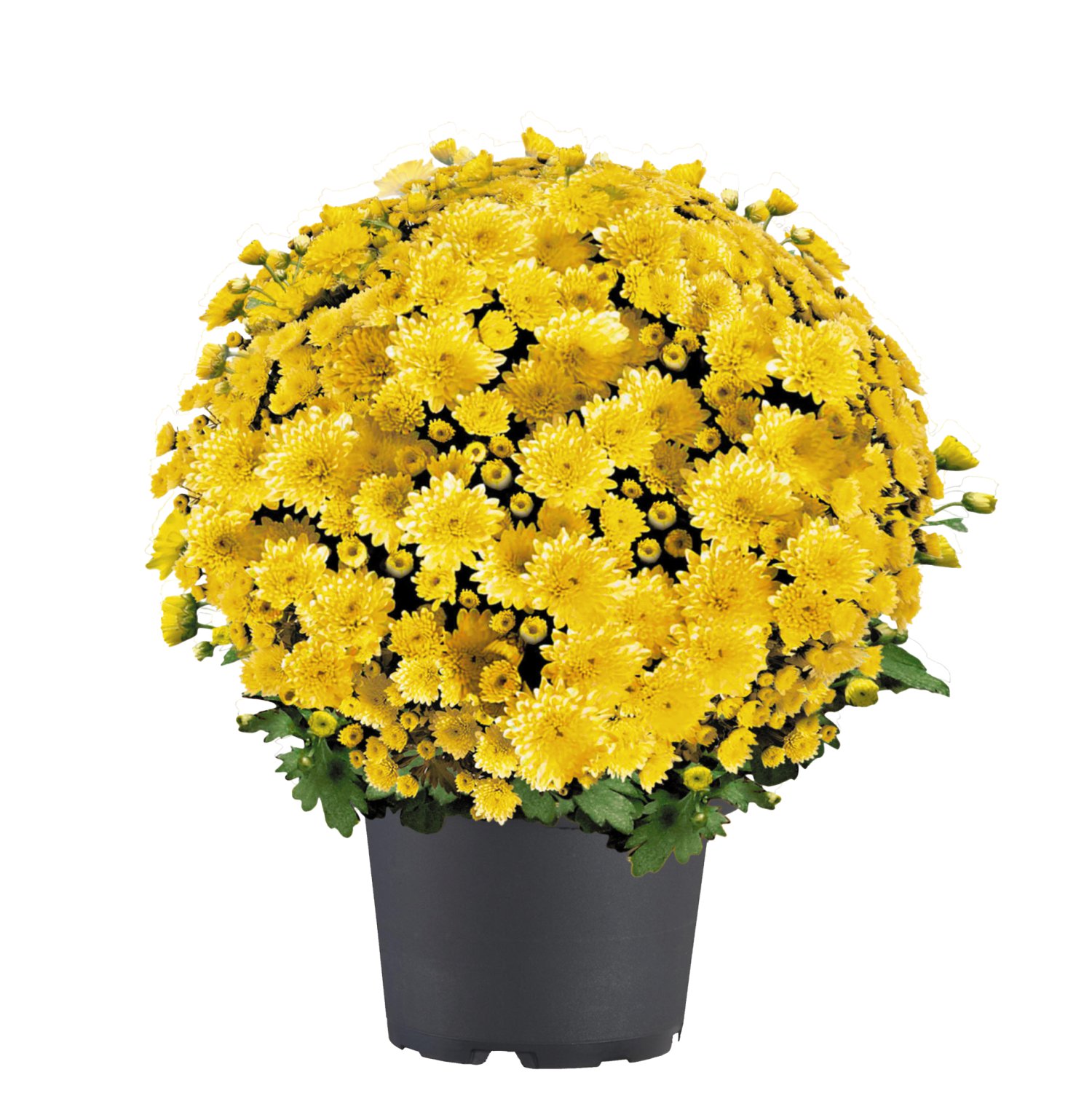 Multiflora-Chrysantheme T14