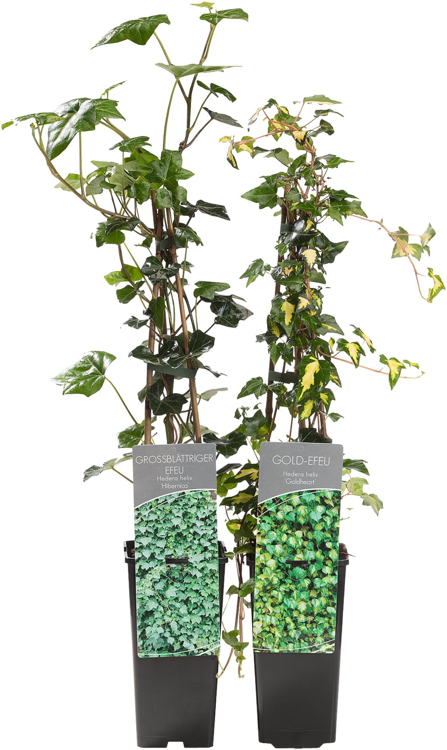 Mehrjährige Kletter- und Schlingpflanzen