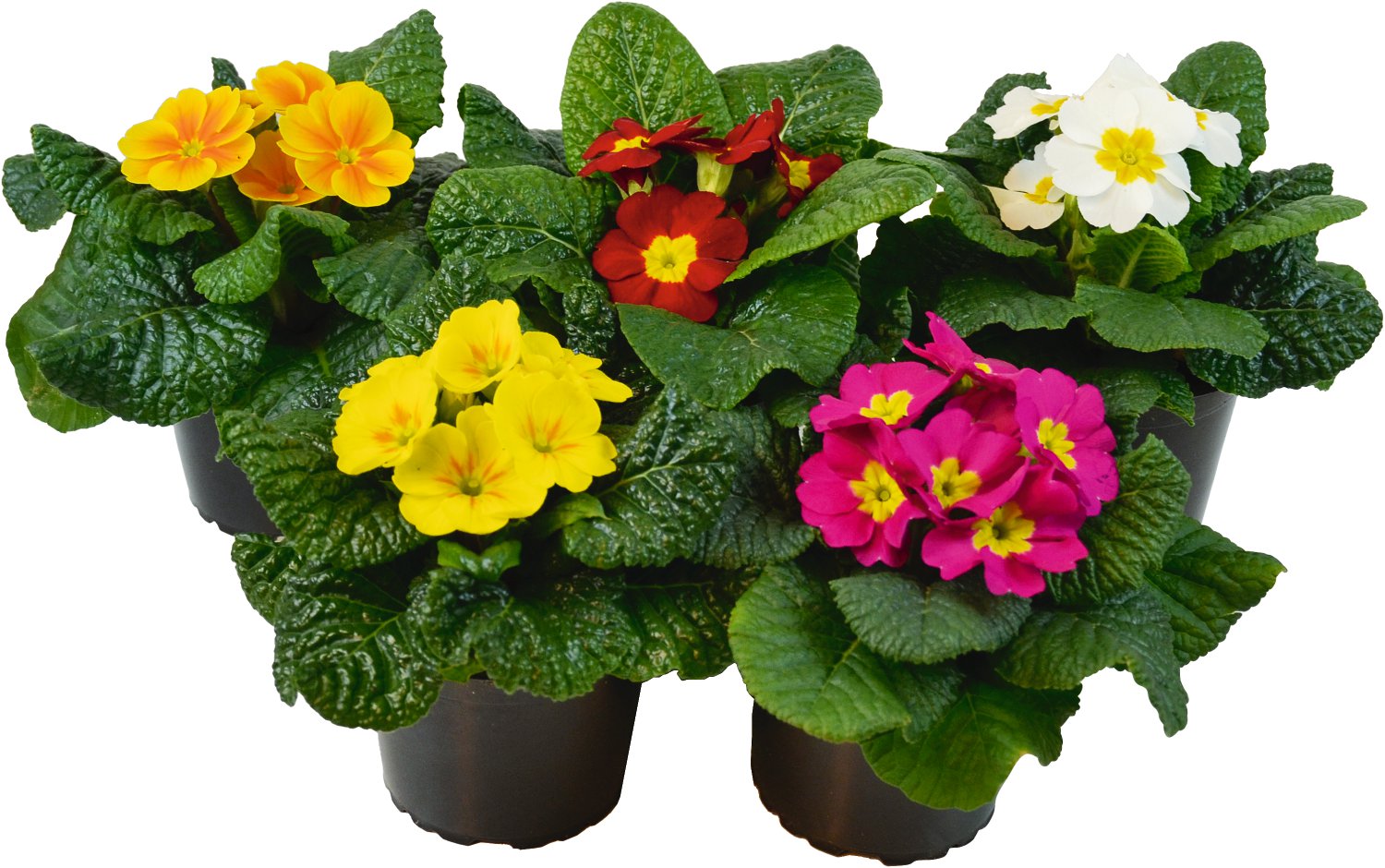 Stängellose Schlüsselblume Primula acaulis T9