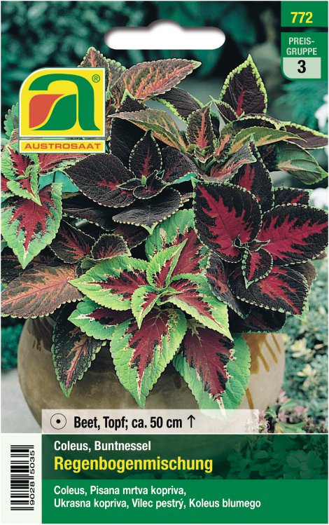 Coleus Buntnessel Mischung