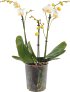 Schmetterlingsorchidee - Phalaenopsis Compactum