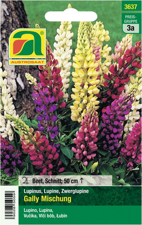 Lupinen Gally Mischung Zwerg