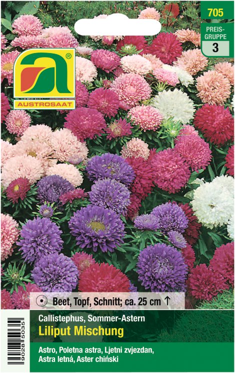 Astern Liliput Mischung