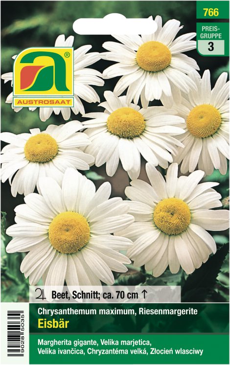 Chrysanthemum max. Eisbär