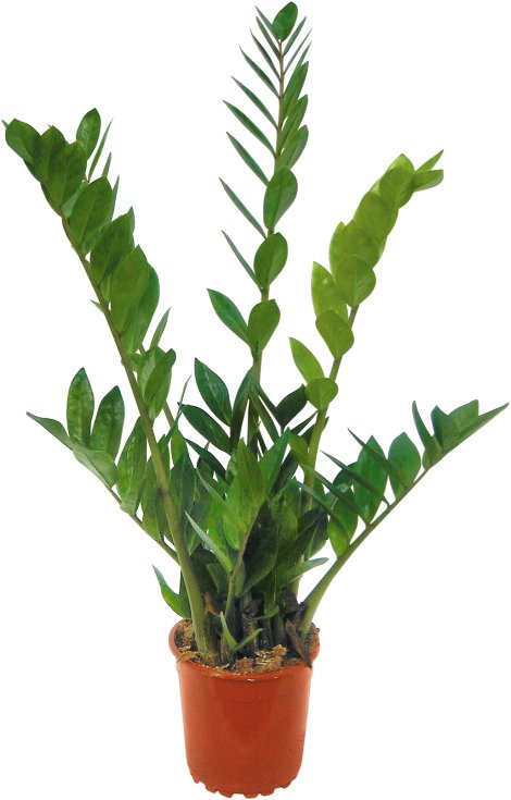 Glücksfeder - Zamioculcas zamiifolia