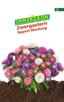 IMMERGRÜN Tütensamen Zwergastern Teppich Mischung