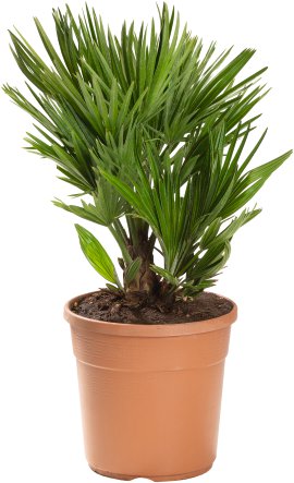 Zwergpalme - Chamaerops humilis Siciliana