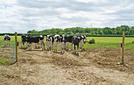 Elektro-Viehschranke | Lagerhaus