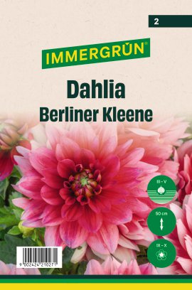 IMMERGRÜN Blumenzwiebel Dahlia Berliner Kleene