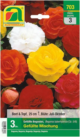 Begonien gefüllte Mischung