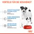 ROYAL CANIN Hundetrockenfutter Mini Starter 4 kg