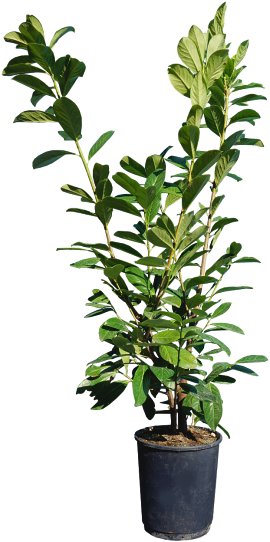 Kirschlorbeer Prunus Lauro Novita 125-150 cm