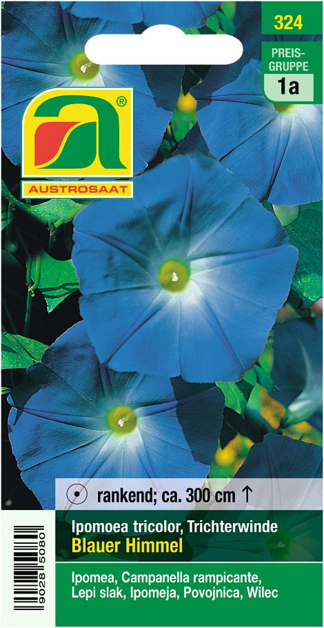 Ipomoea Blauer Himmel