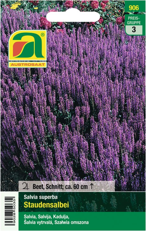 Salvia superba Staudensalbei