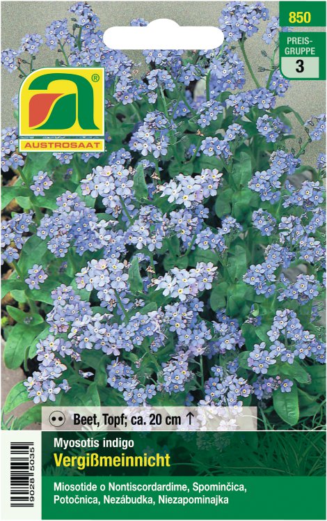 Myosotis indigo
