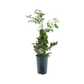 Heidelbeere Goldtraube