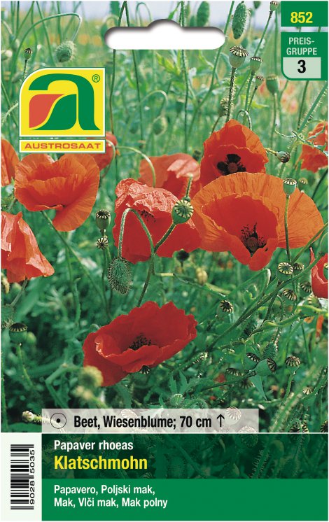 Papaver rhoeas, Mohn