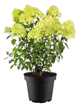 Rispenhortensie Limelight®
