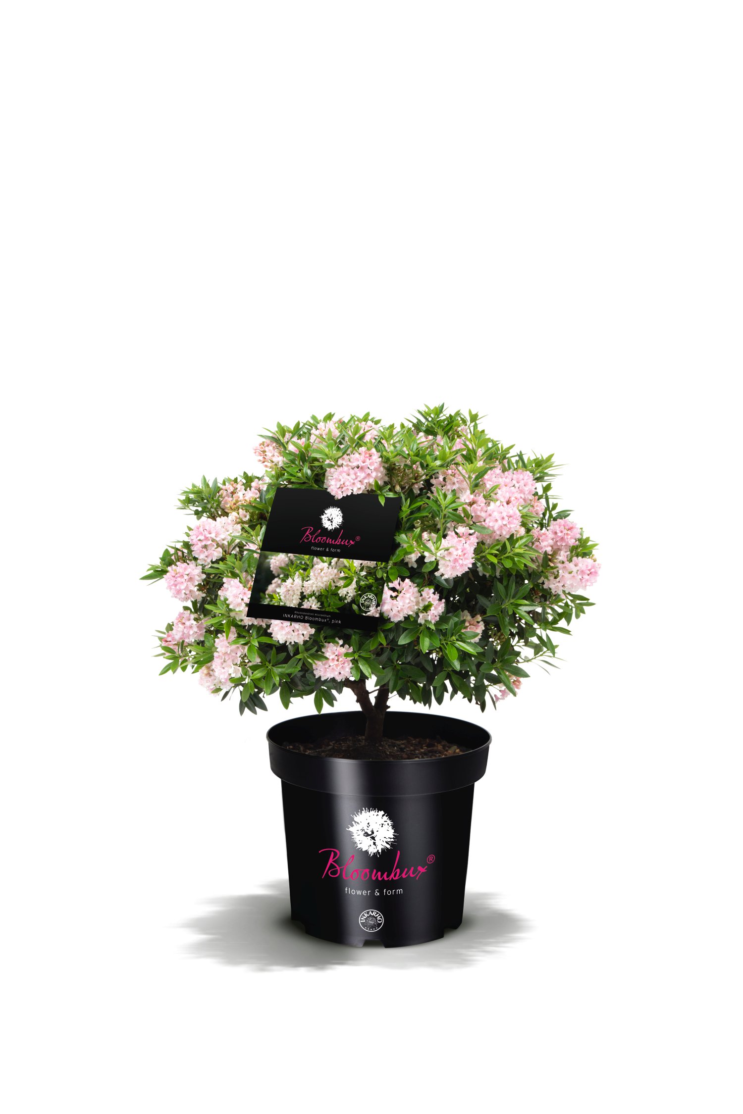 lebensbaum thuja hecke Thuja Smaragd kaufen main image 0