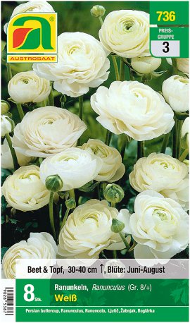 AUSTROSAAT Blumenzwiebel Frühjahr