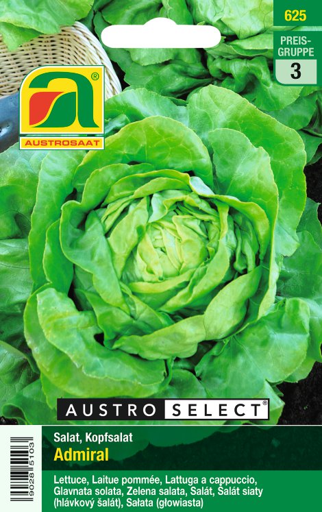 Kopfsalat Admiral