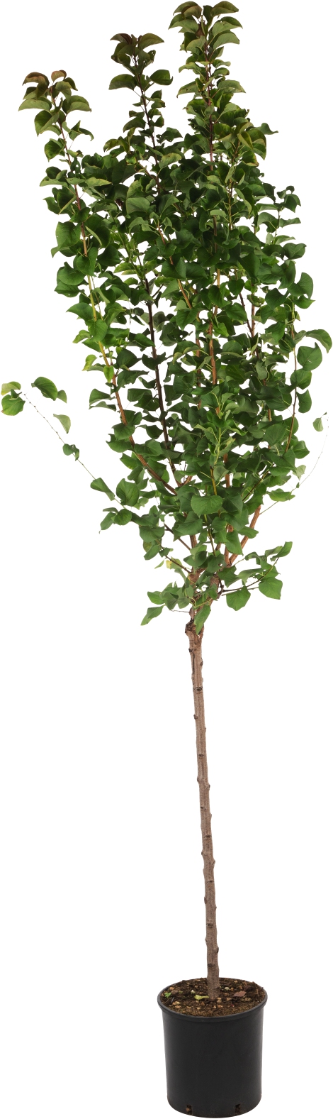 Obstbaum Halbstamm Marille