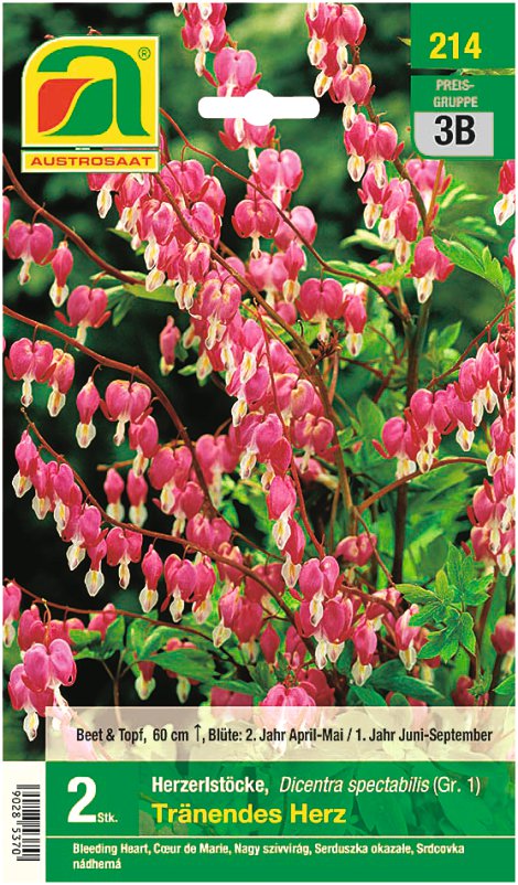 Dicentra rosa Herzerlstock