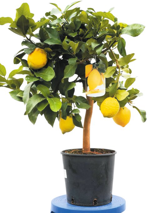 Citrus Limon