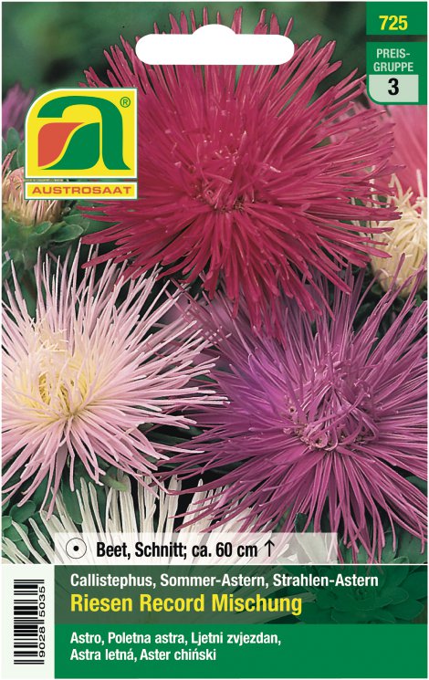 Strahlenastern Risen Record Mischung