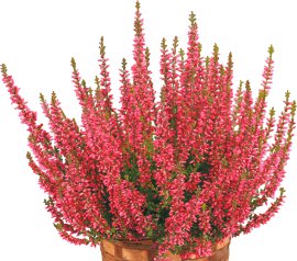 Besenheide - Calluna vulgaris